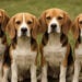 Beagles