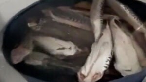 Frigorífico de peixes irregular é fechado no Jardim Amanda