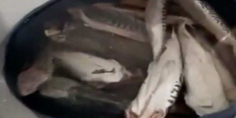 Frigorífico de peixes é interditado por condições precárias em Hortolândia