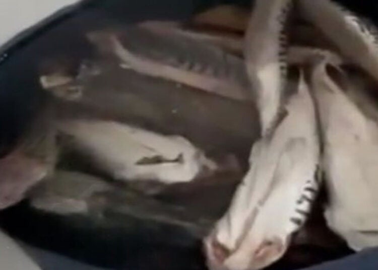 Frigorífico de peixes é interditado por condições precárias em Hortolândia