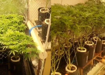 Maconha super estufa é descoberta pela PM em Hortolândia