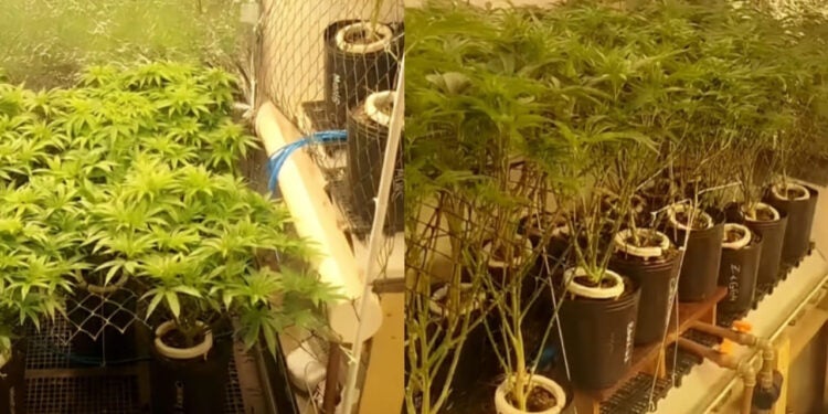 Maconha super estufa é descoberta pela PM em Hortolândia