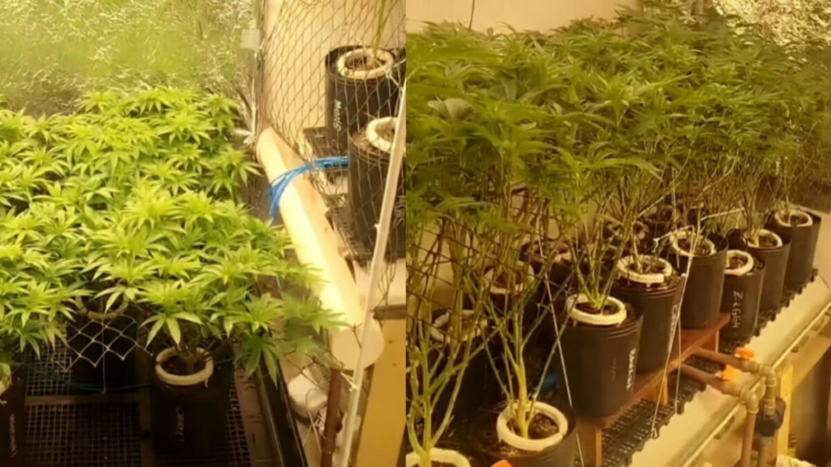 Maconha super estufa é descoberta pela PM em Hortolândia