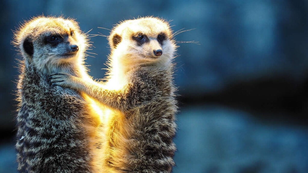 Dia Mundial dos Animais