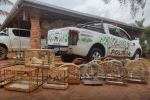 Operação da Polícia Ambiental resgata 46 aves silvestres em Hortolândia