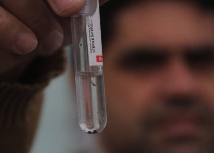 infestação do Aedes aegypti