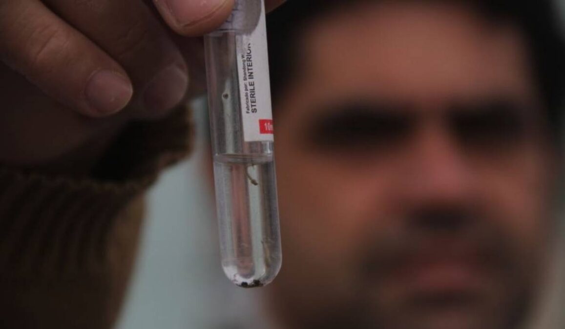 Índice alto de infestação