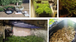 Polícia “estoura” estufa de drogas em Hortolândia