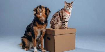 feira de adoção pet