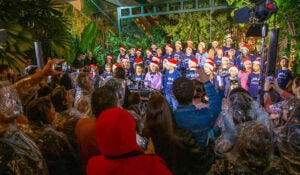 Corais encantam o público no Galleria Shopping nesta semana