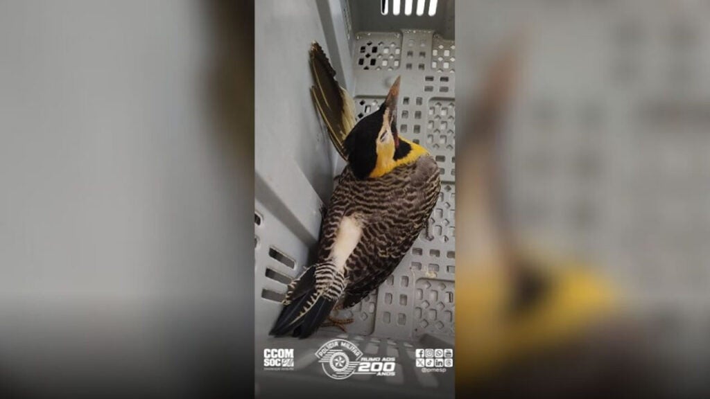 Polícia Ambiental reforça proteção à fauna com destinação de aves silvestres em Campinas e Amparo
