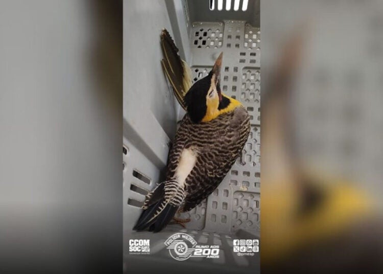 Polícia Ambiental reforça proteção à fauna com destinação de aves silvestres em Campinas e Amparo