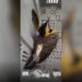 Polícia Ambiental reforça proteção à fauna com destinação de aves silvestres em Campinas e Amparo