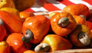 Caju: benefícios para a saúde, produtividade agrícola e importância da castanha