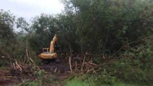 Hortolândia substitui árvores invasoras por espécies nativas da Mata Atlântica no Parque Lago da Fé