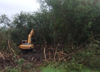 espécies nativas da Mata Atlântica