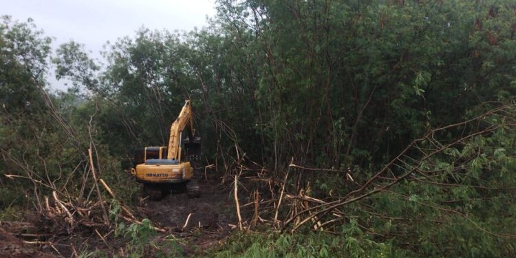 espécies nativas da Mata Atlântica