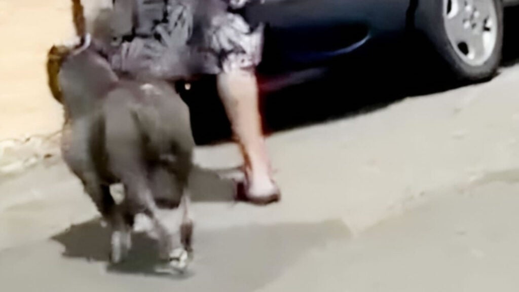 pitbull solto em Hortolândia