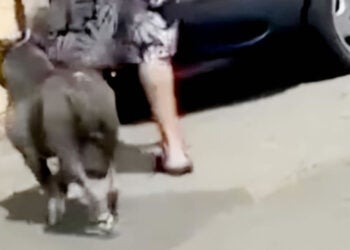 pitbull solto em Hortolândia