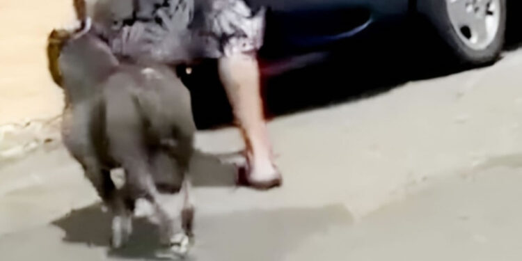 pitbull solto em Hortolândia