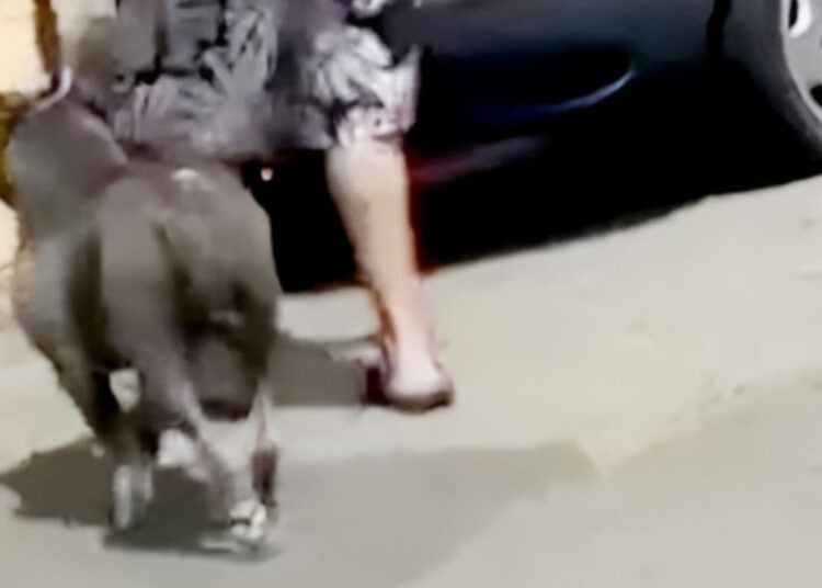 pitbull solto em Hortolândia