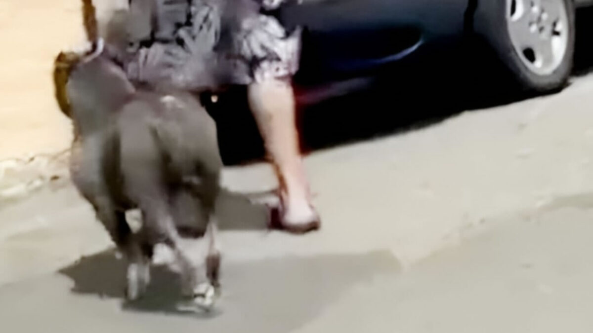 pitbull solto em Hortolândia