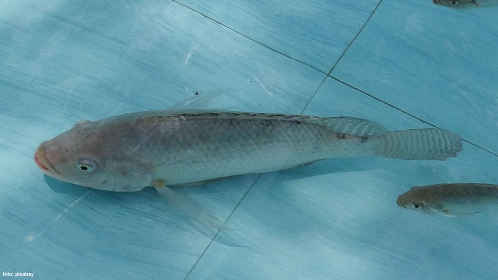 tilápia