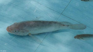 Pesquisadores criam gel cicatrizante feito com pele de tilápia para tratar feridas em animais