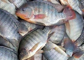 tilápia