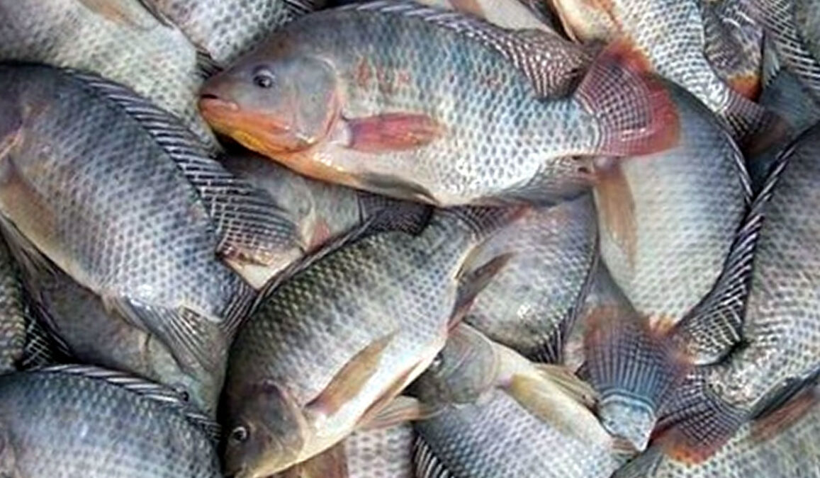 tilápia