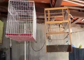 Operação Elo Perdido da PF resulta em prisão por crimes ambientais em Sumaré