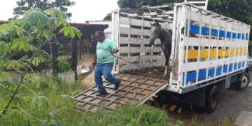 animais de grande porte