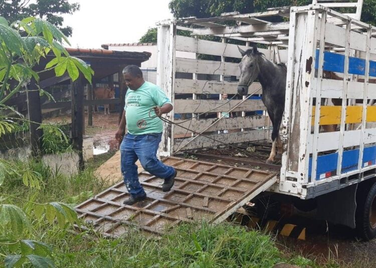 animais de grande porte