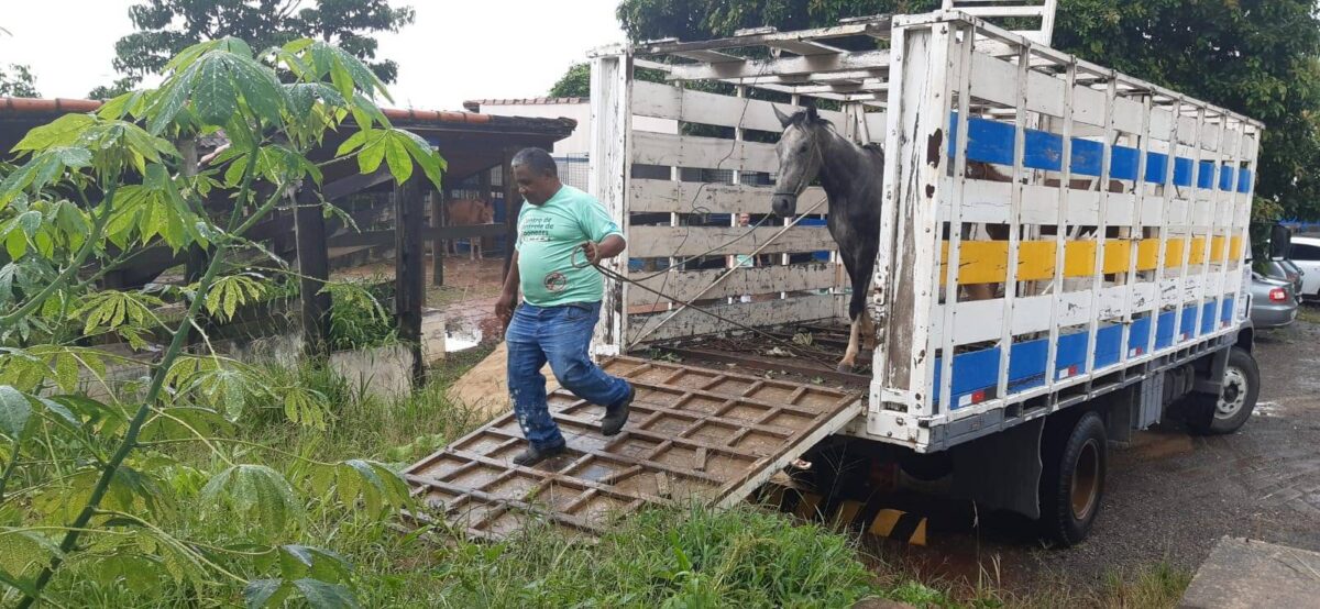 animais de grande porte