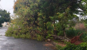 Chuva de 14,7 mm provoca queda de árvores em Hortolândia nas últimas 24 horas