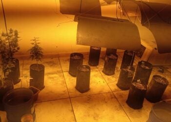 plantação de maconha