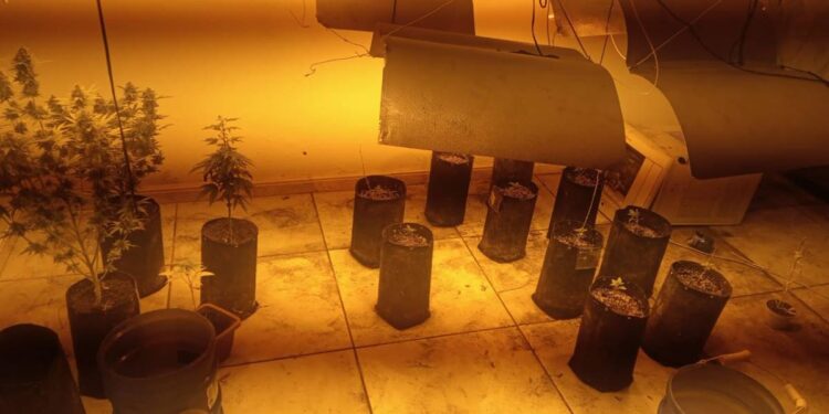 plantação de maconha