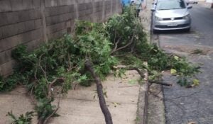 Chuva de domingo causa queda de árvores em diversos pontos da cidade