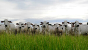 Exportações agropecuárias ganham um rota via Turquia