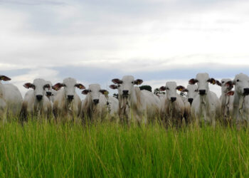 Exportações agropecuárias ganham um rota via Turquia