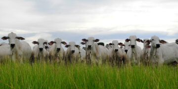 Exportações agropecuárias ganham um rota via Turquia