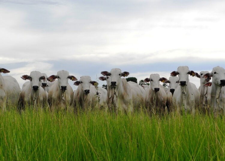 Exportações agropecuárias ganham um rota via Turquia