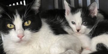 Vacina antirrábica em Hortolândia