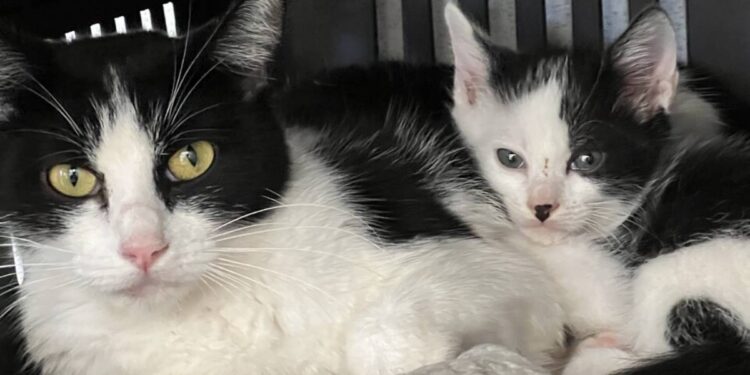 Vacina antirrábica em Hortolândia