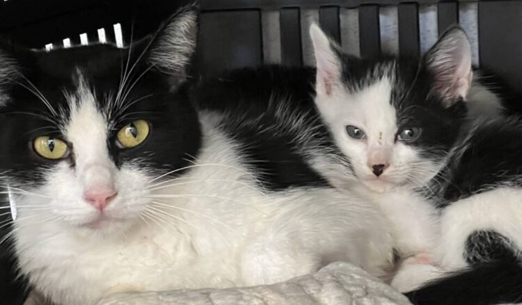 Vacina antirrábica em Hortolândia