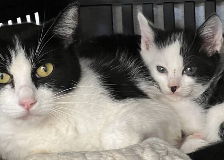 Vacina antirrábica em Hortolândia