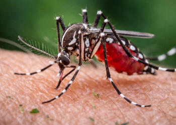 mosquito da dengue em Hortolândia