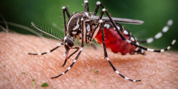 mosquito da dengue em Hortolândia