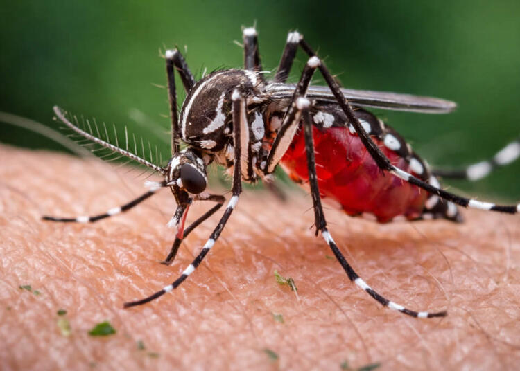 mosquito da dengue em Hortolândia