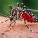 mosquito da dengue em Hortolândia